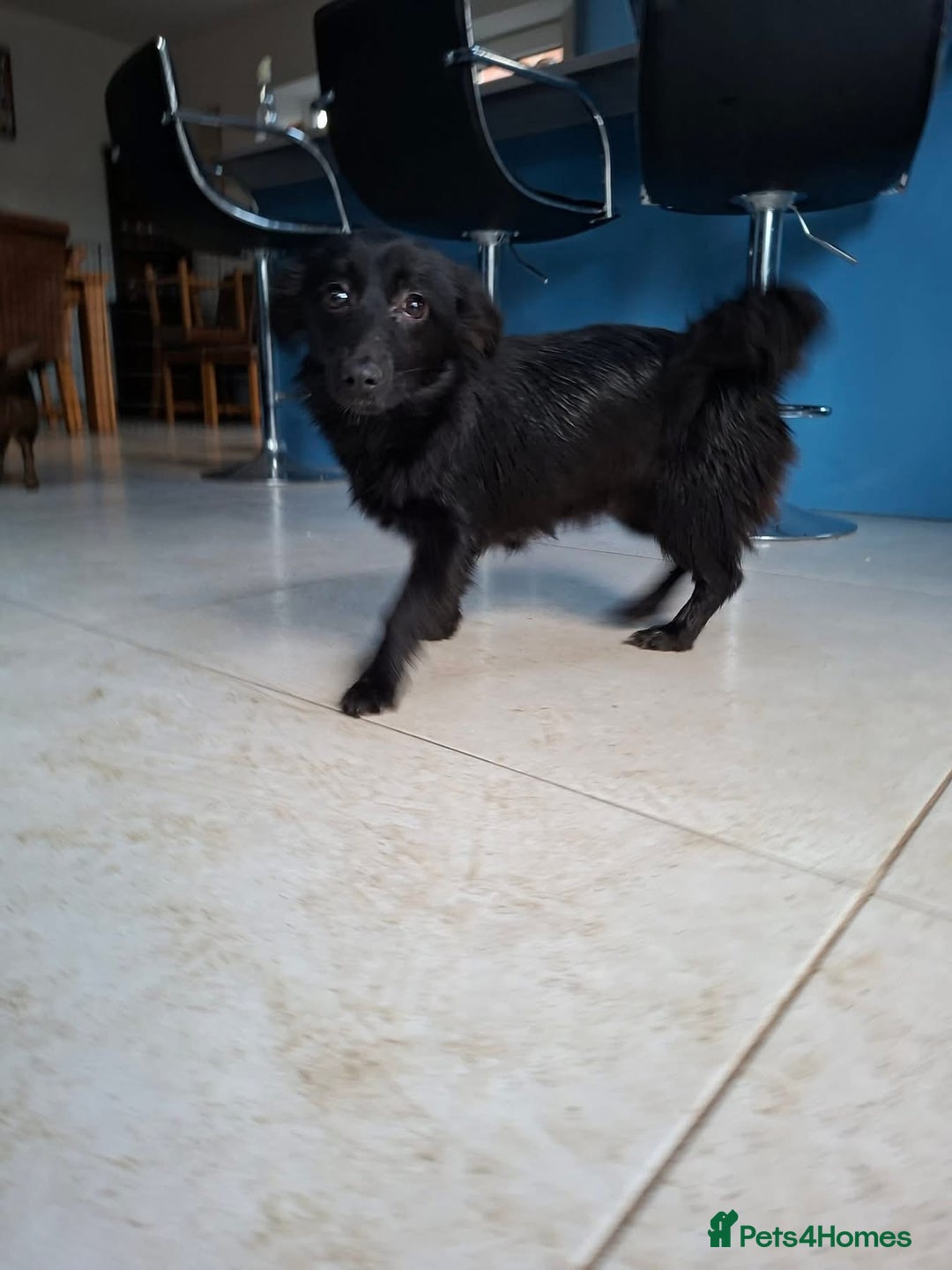 Mixed Breed dogs for adoption: June - north Walsham Norfolk  - Advert 7