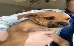 Mixed Breed dogs for sale: 1 girl left 8 weeks  in Billingham - Image 4