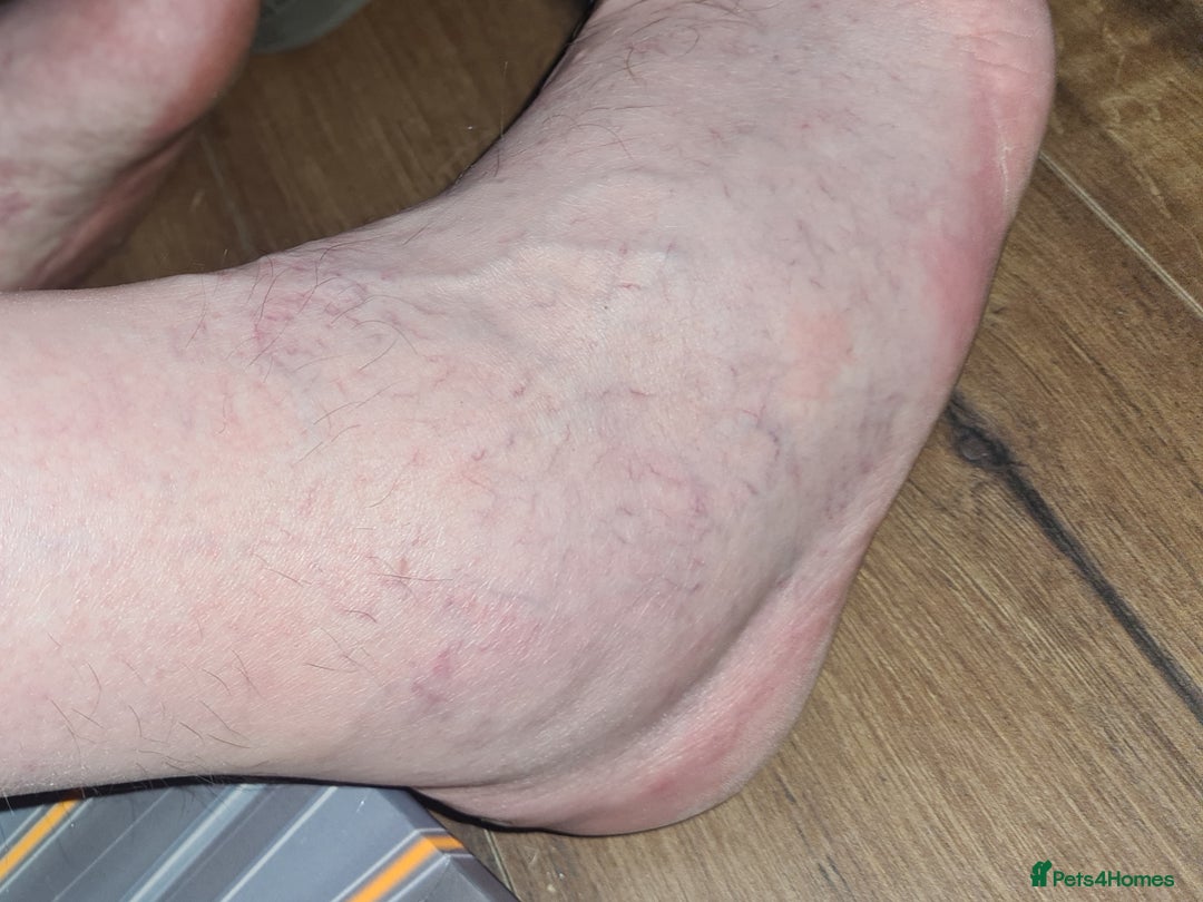 Bengal cats for sale: Walter, free to a good home  - Advert 4