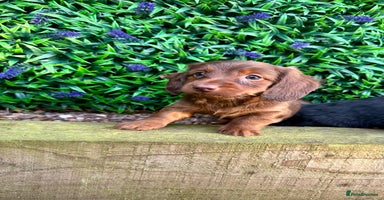 Miniature Dachshund dogs - Advert 11