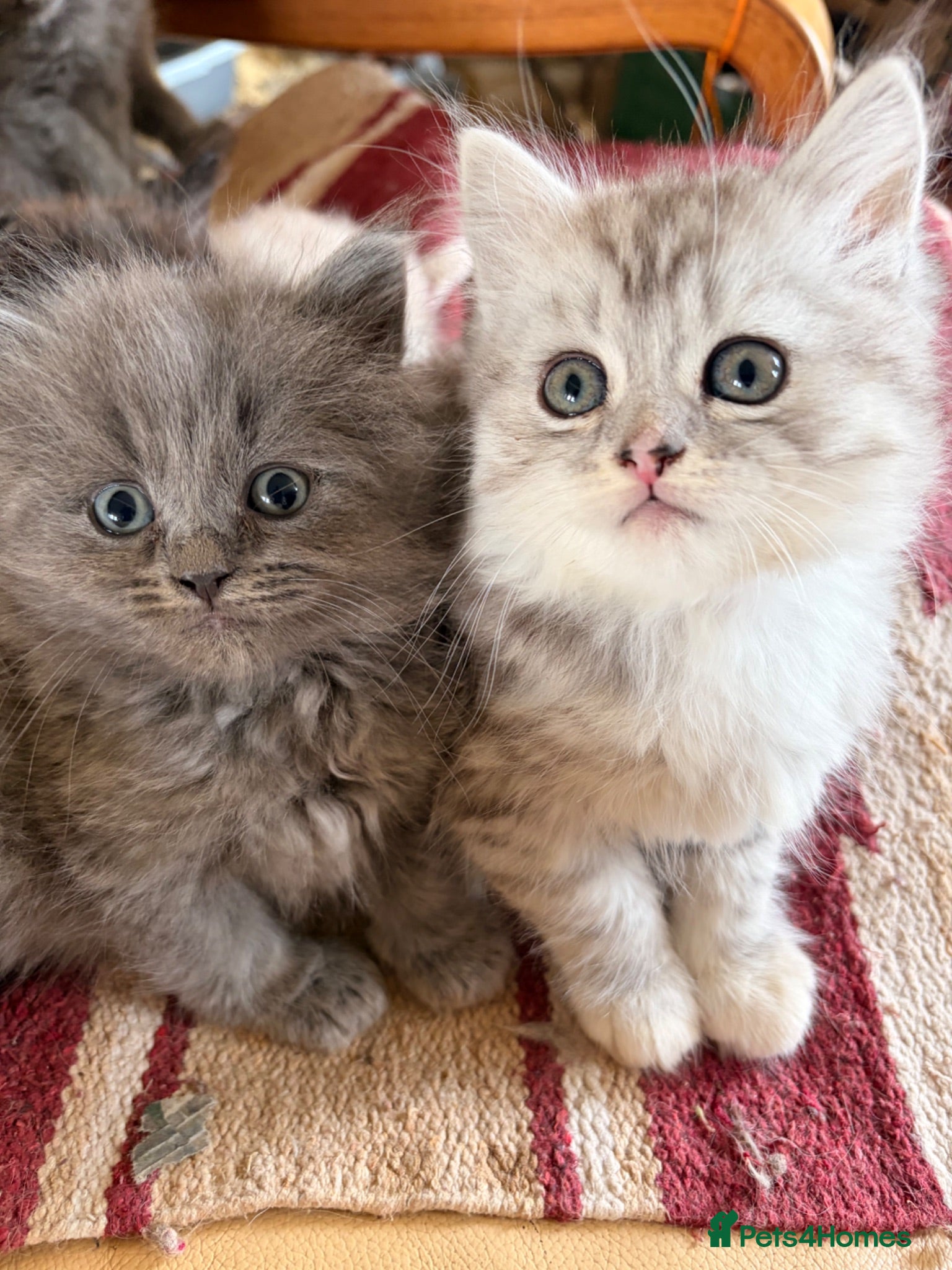 Scottish Fold cats GORGEOUS SCOTTISH FOLD X EXOTIC PERSIAN KITTENS - Advert 5