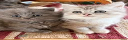 Scottish Fold cats for sale: GORGEOUS SCOTTISH FOLD X EXOTIC PERSIAN KITTENS - Advert 9