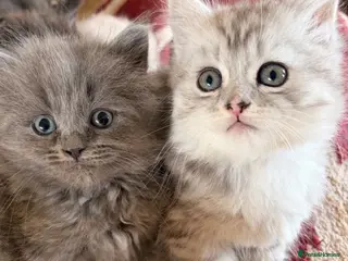Scottish Fold cats GORGEOUS SCOTTISH FOLD X EXOTIC PERSIAN KITTENS - Advert 5