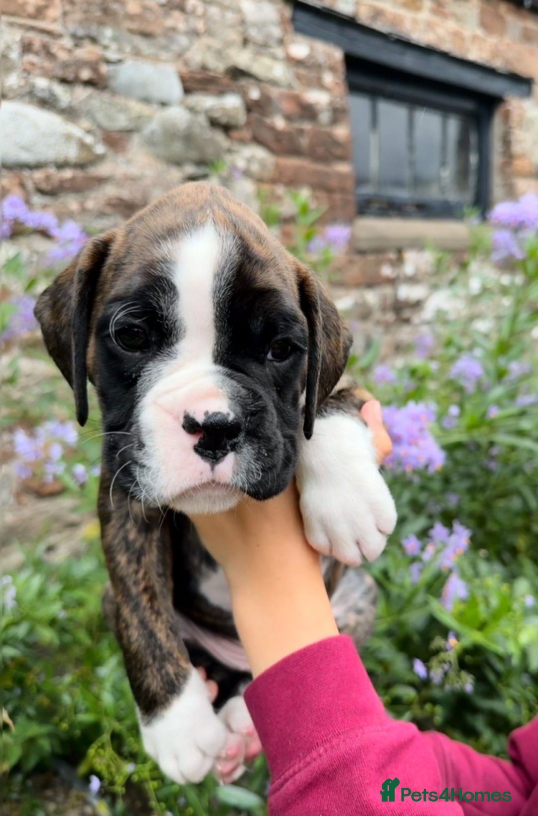Boxer dogs for sale: Gorgeous boxer puppies from health tested parents  - Image 10