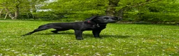 Labrador Retriever dogs for sale: HORSLEYFIELD KC reg Black Labrador Dog Puppies - Advert 2