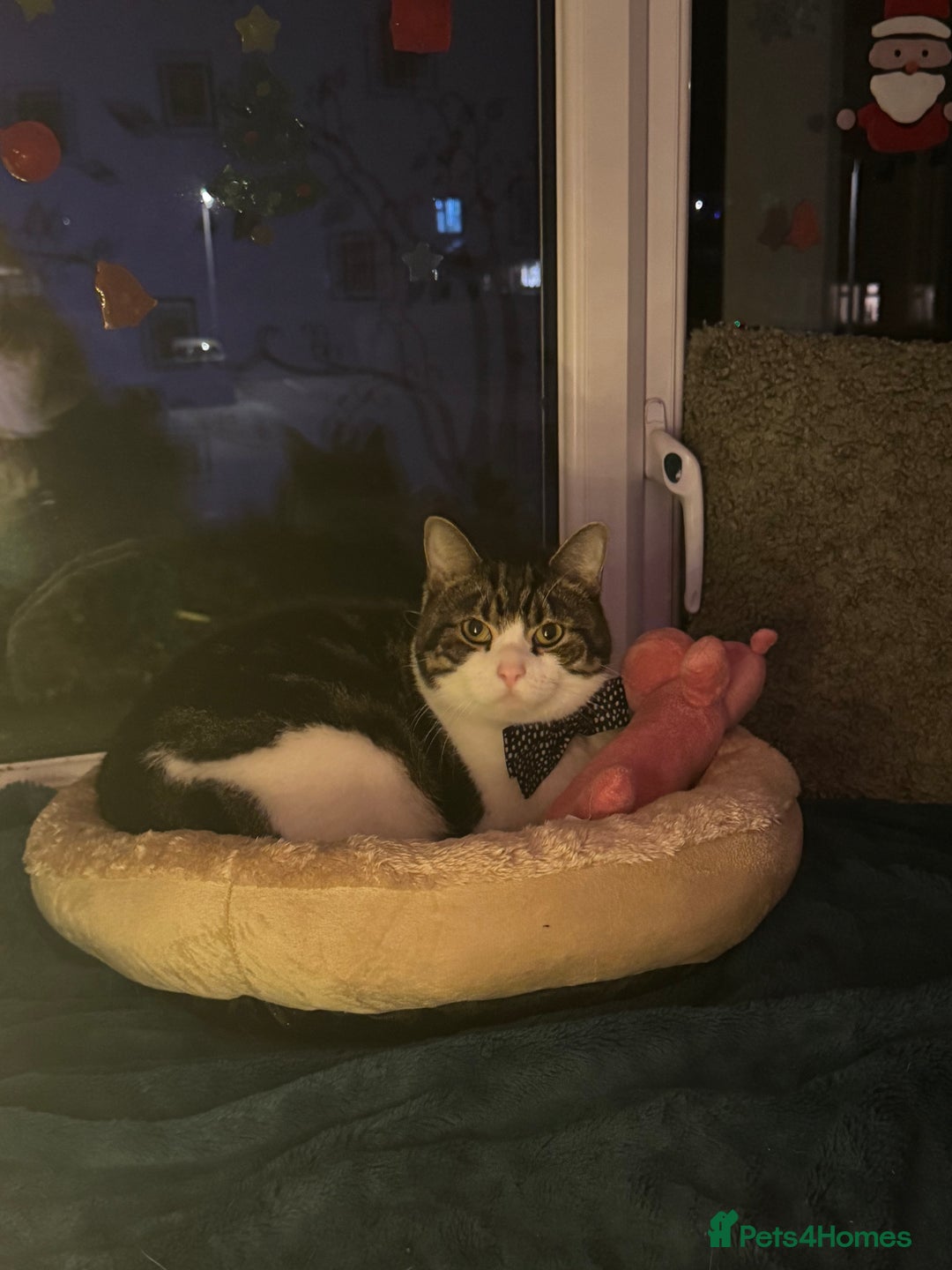 British Shorthair cats for sale: Take me home - Advert 1