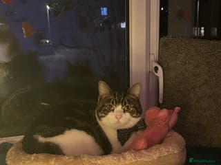 British Shorthair cats Take me home - Advert 6