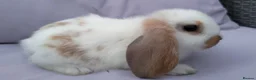 Mini Lop rabbits for sale: Cute French x Mini Lop Looking for Loving Homes! - Advert 27