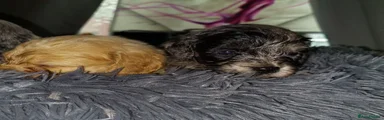 Cavapoo 5