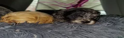 Cavapoo dogs for sale: Beautiful Cavapoo Puppies Looking for Loving Homes in Tamworth - Advert 6
