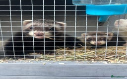 Ferret rodents for sale: Ferrets  - Image 3