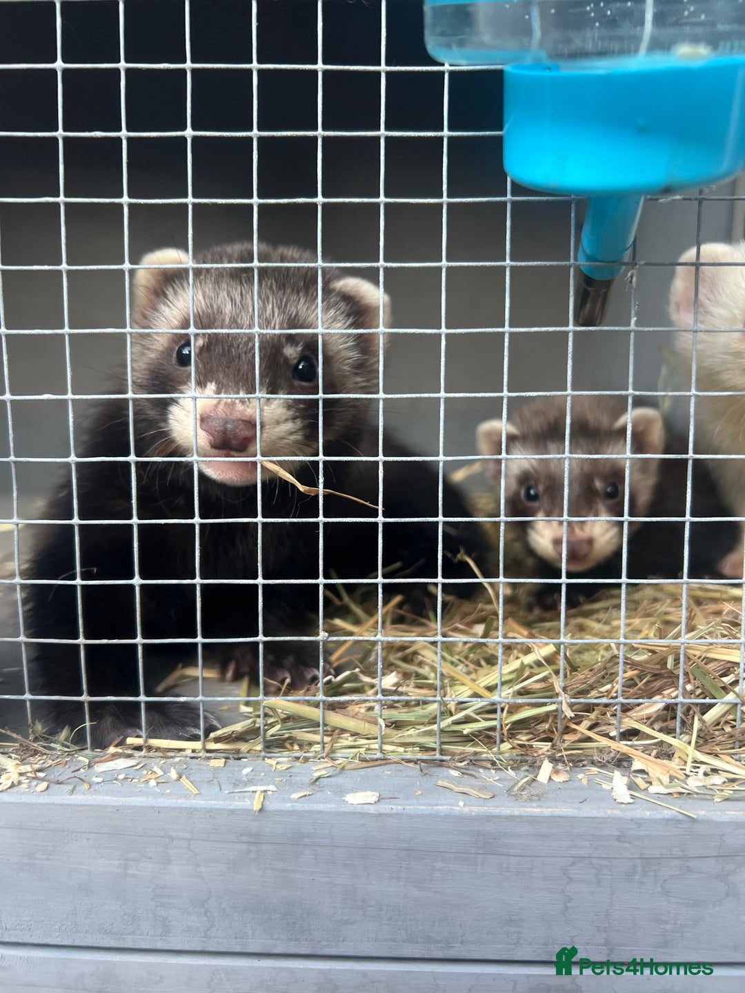 Ferret rodents for sale: Ferrets  - Image 3