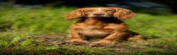 Cocker Spaniel dogs for stud: Golden cocker stud in Crediton - Advert 5