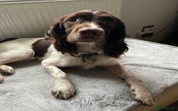 English Springer Spaniel dogs for stud: Working Springer Bineswych Billy (Monty) for Stud - Advert 4