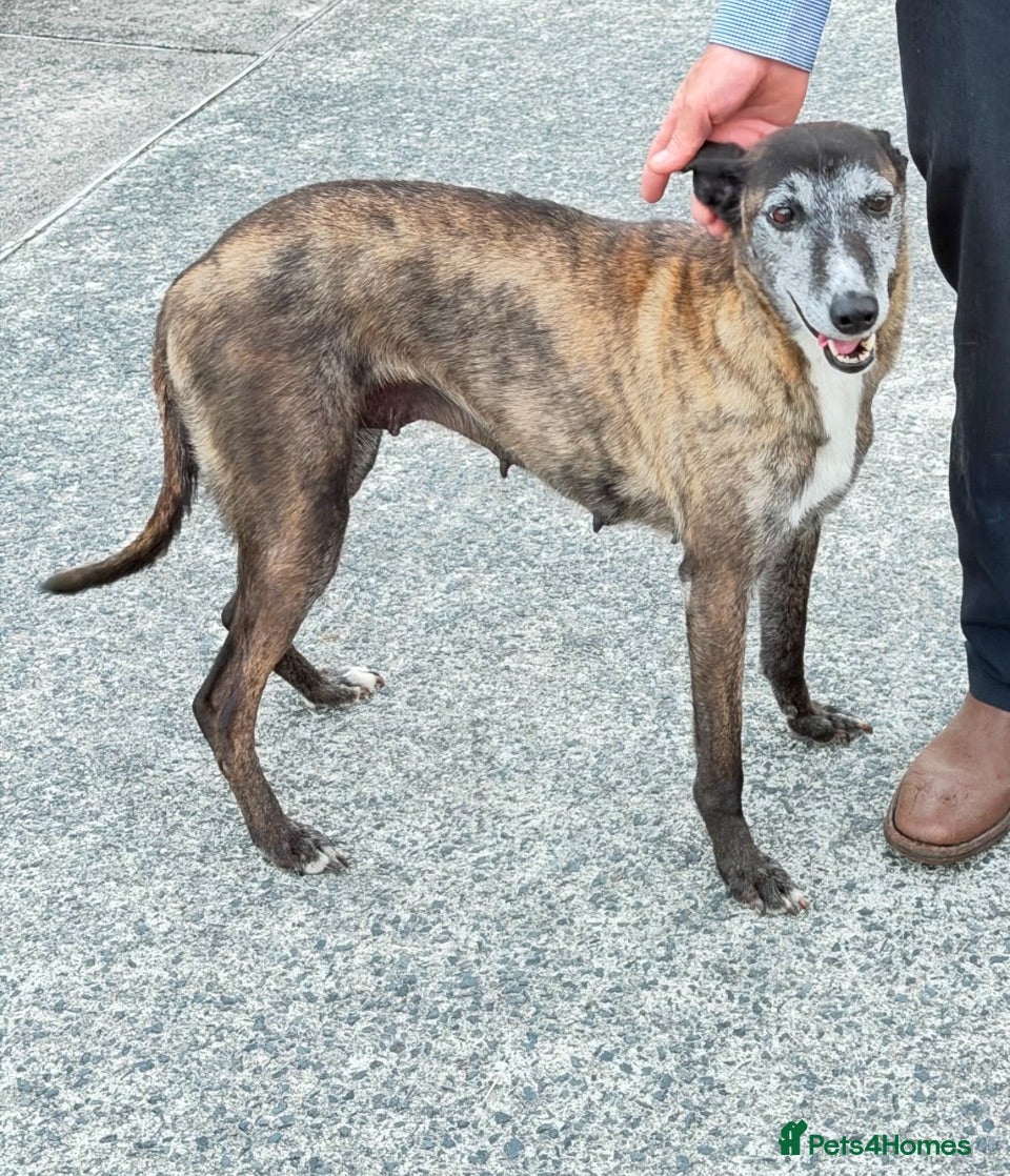 Mixed Breed dogs Lurcher pups for sale  - Advert 1
