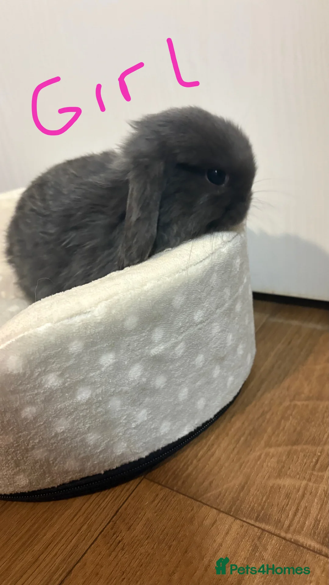 Mini Lop rabbits for sale: Mini lops  - Advert 6