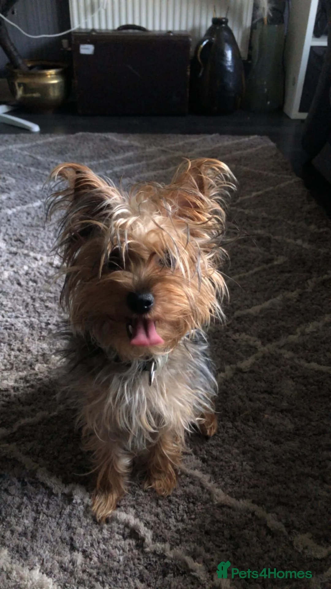 Yorkshire Terrier dogs for sale: Stormi in Harrow - Advert 4