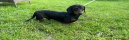 Miniature Dachshund dogs for stud: For stud! Stunning kc miniature dachshund in Maldon - Advert 3