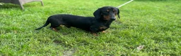 Miniature Dachshund dogs for stud: For stud! Stunning kc miniature dachshund in Maldon - Advert 3
