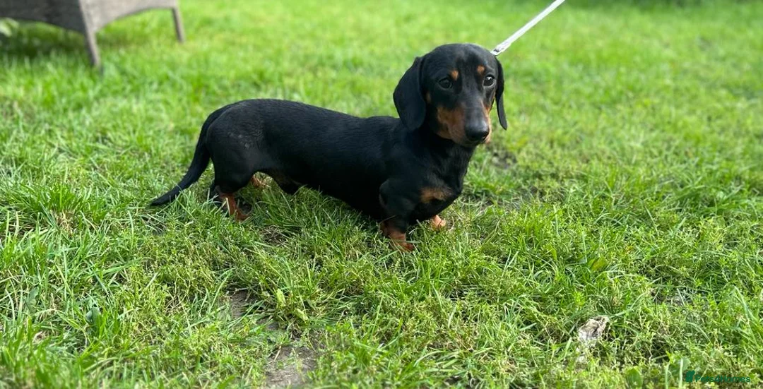 Miniature Dachshund dogs for stud: For stud! Stunning kc miniature dachshund in Maldon - Advert 3