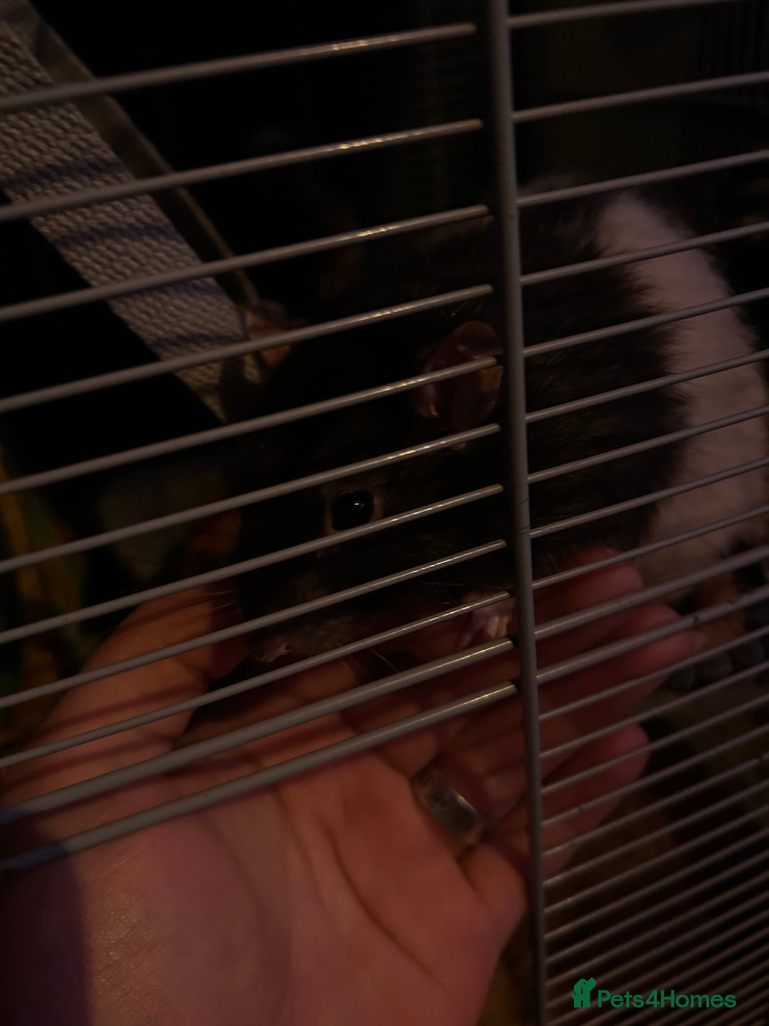 Rat rodents for sale: 5 x Friendly Male Rats - Advert 5