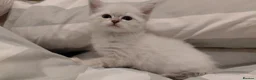 Neva Masquerade cats for sale: Stunning quality Siberian kittens in Slough - Advert 3