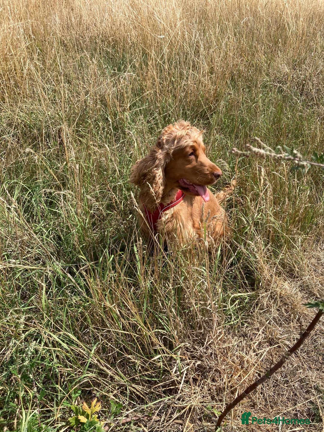 Cocker Spaniel dogs for sale: ADORABLE KC REG SHOW TYPE COCKER SPANIEL PUPPIES - Image 5