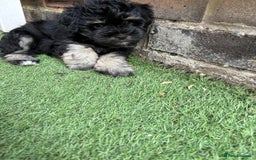 Miniature Schnauzer dogs for sale: LAST BOY READY TO LEAVE - Image 10