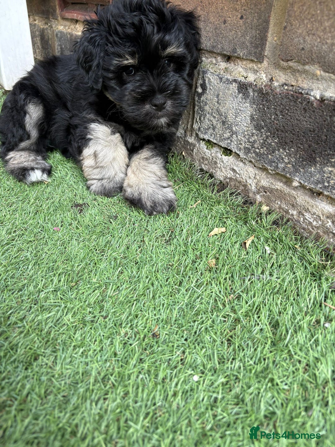 Miniature Schnauzer dogs for sale: LAST BOY READY TO LEAVE - Image 10