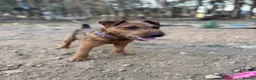 Lakeland Terrier dogs for stud: Red Lakeland for stud  - Advert 4