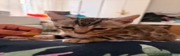 Bengal cats for sale: ✨ Exceptional Pure TICA Reg Bengal Kittens ✨  - Advert 12