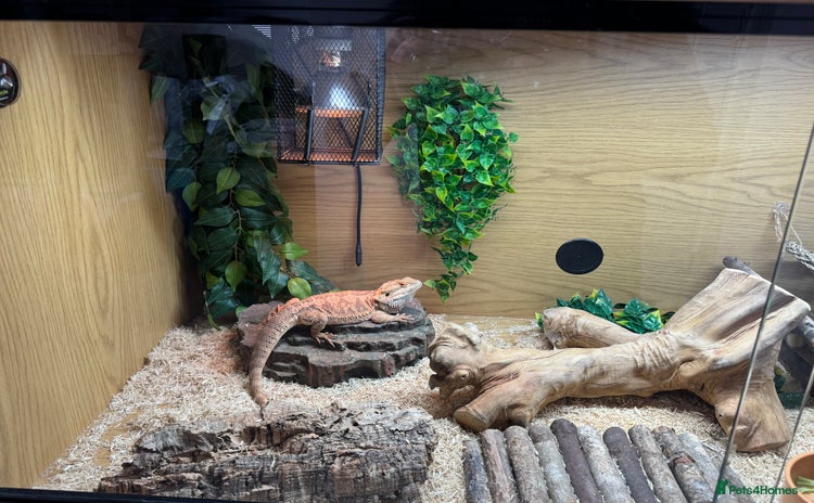 Bearded Dragon reptiles - Advert 15