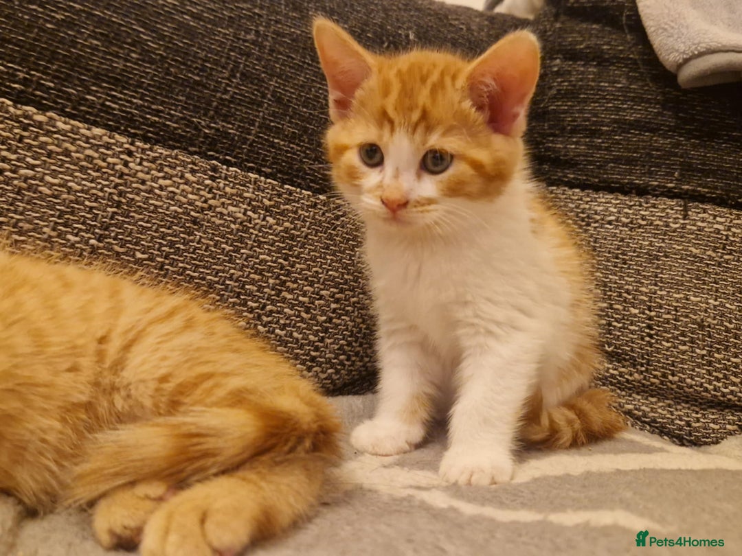 Persian cats for sale: Mix persian ginger kittens - Advert 6