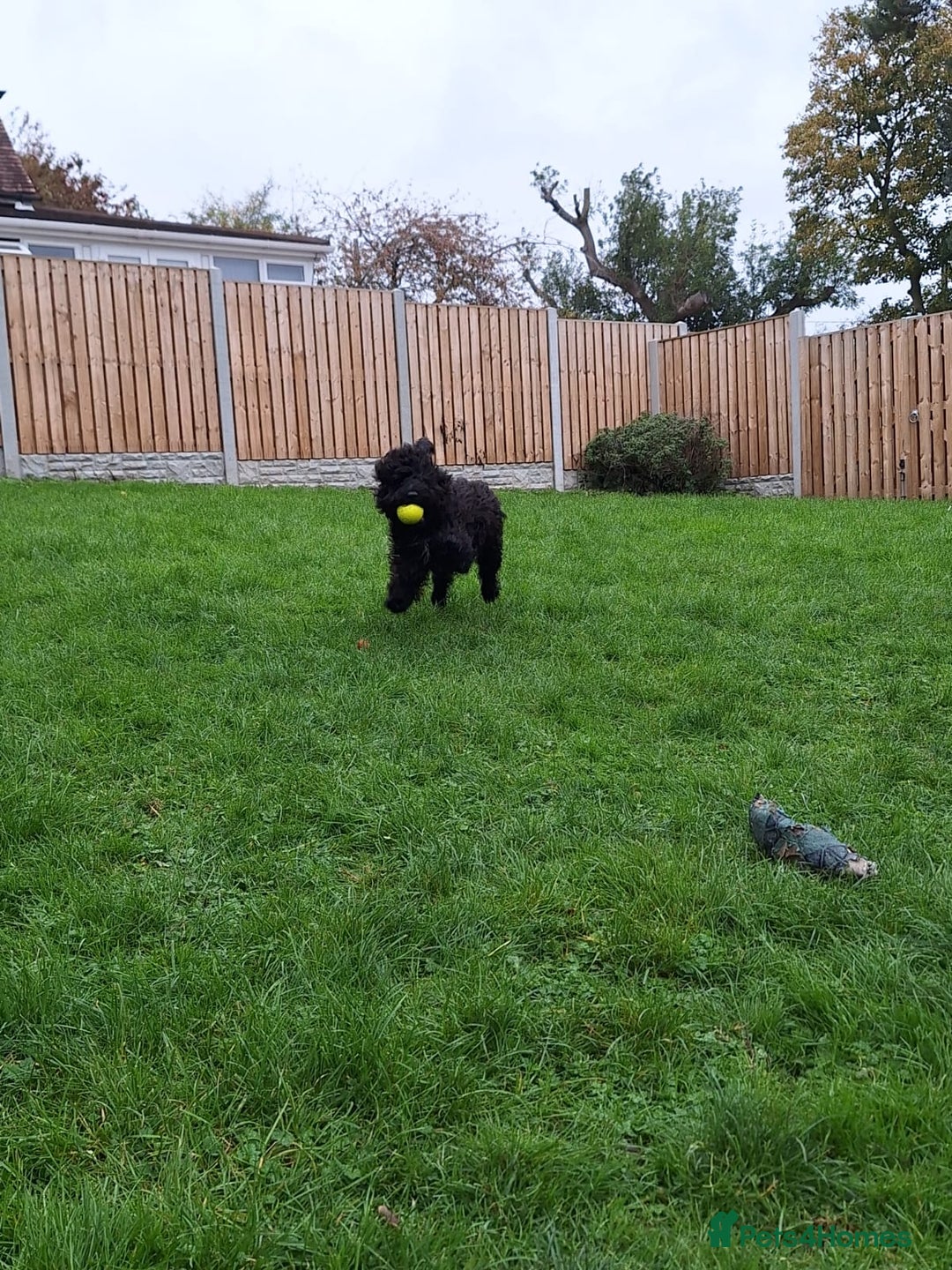 Cockapoo dogs for sale: Cockapoo male 8 months old - Advert 3