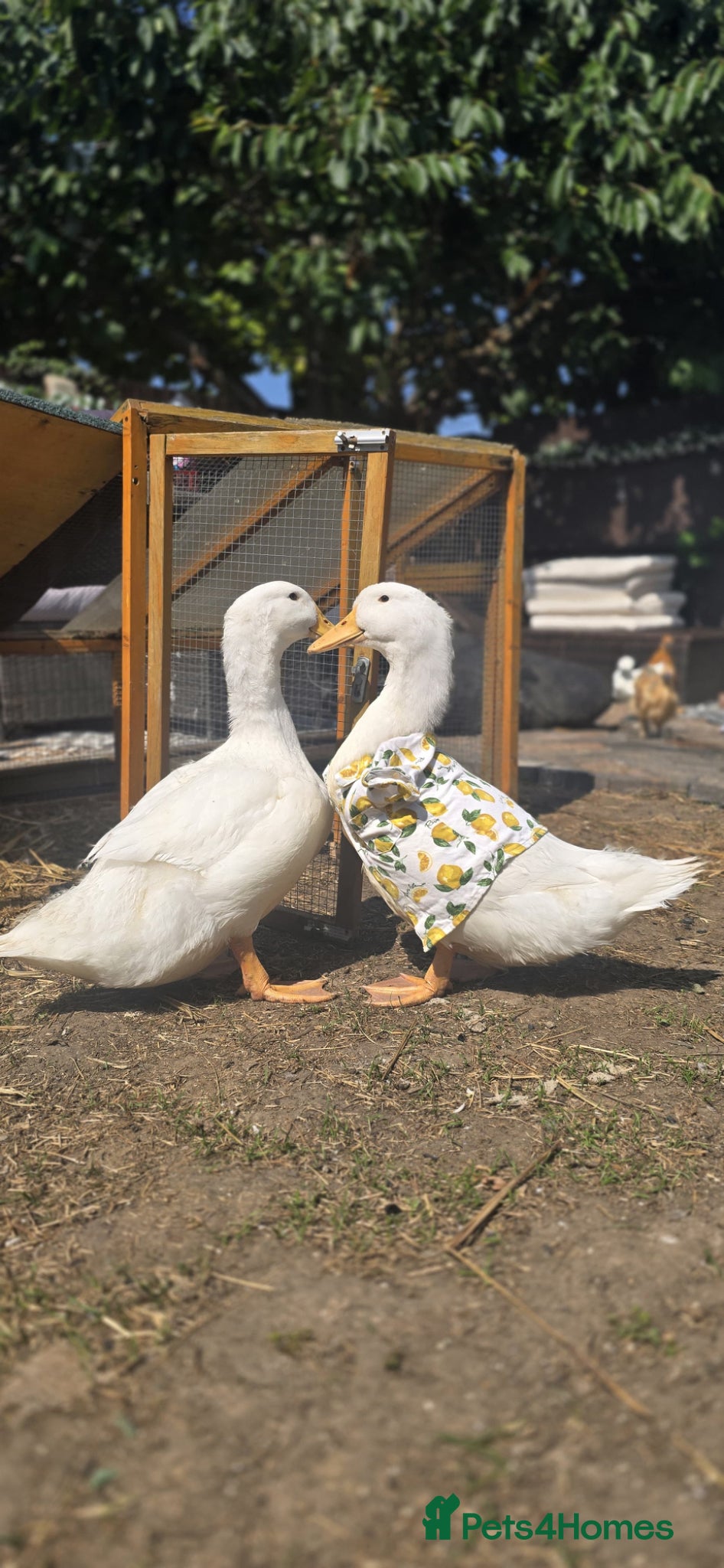 Ducks poultry Two ducks  - Advert 1