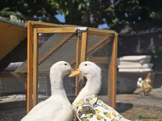 Ducks poultry Two ducks - Advert 1