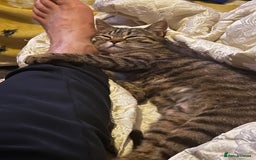Bengal cats for sale: Nala  - Image 4