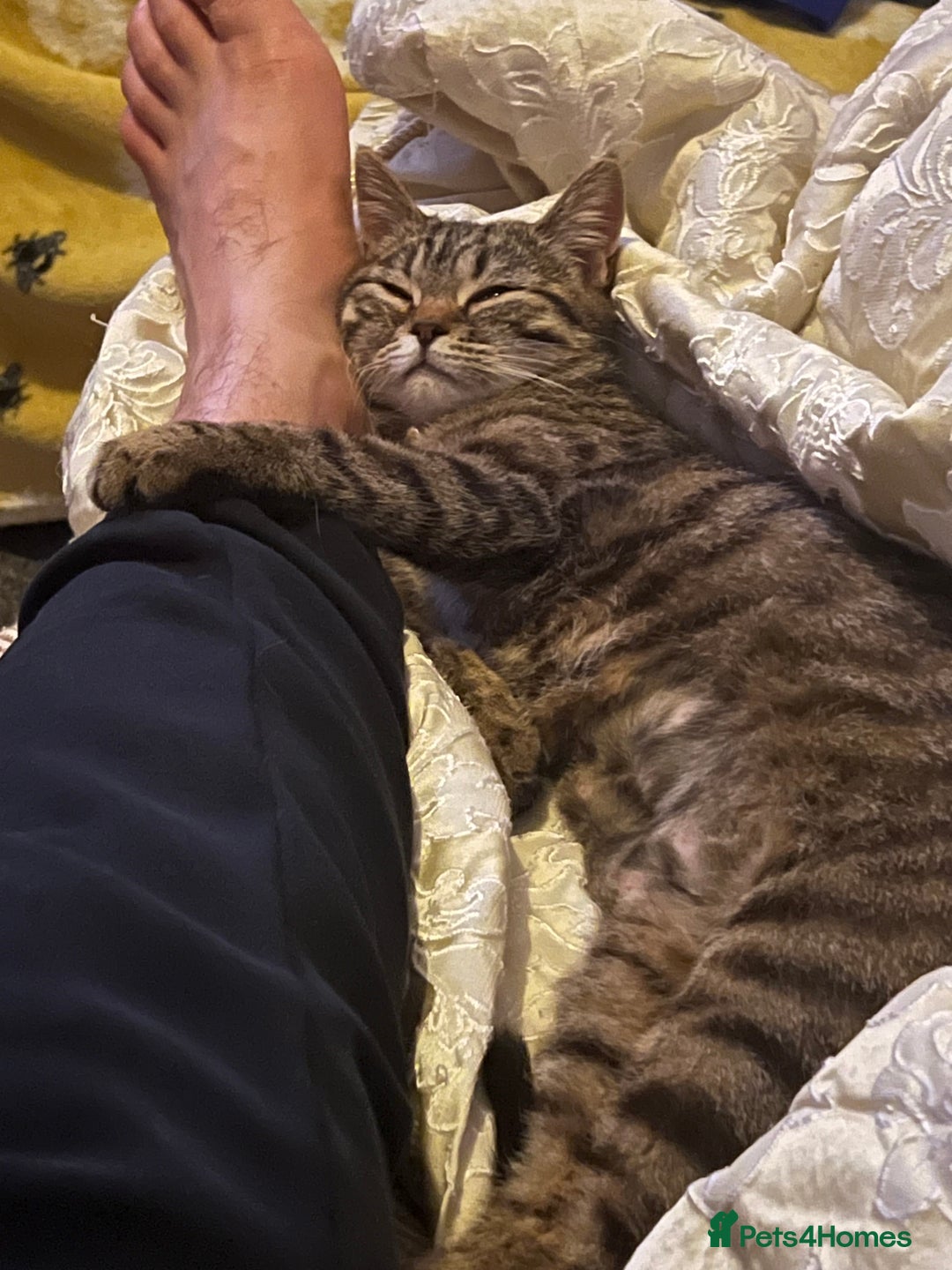 Bengal cats for sale: Nala  - Image 4