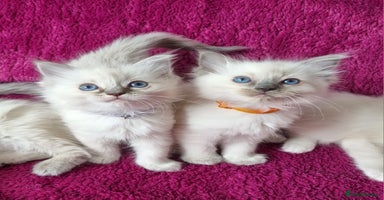 Ragdoll cats - Advert 12