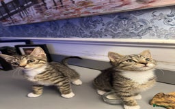 Domestic Shorthair cats for sale: Five lovely kittens for sall - Image 6