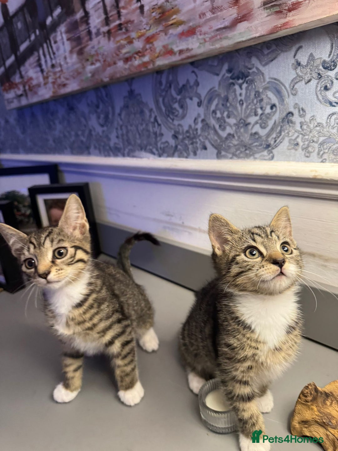 Domestic Shorthair cats for sale: Five lovely kittens for sall - Image 6