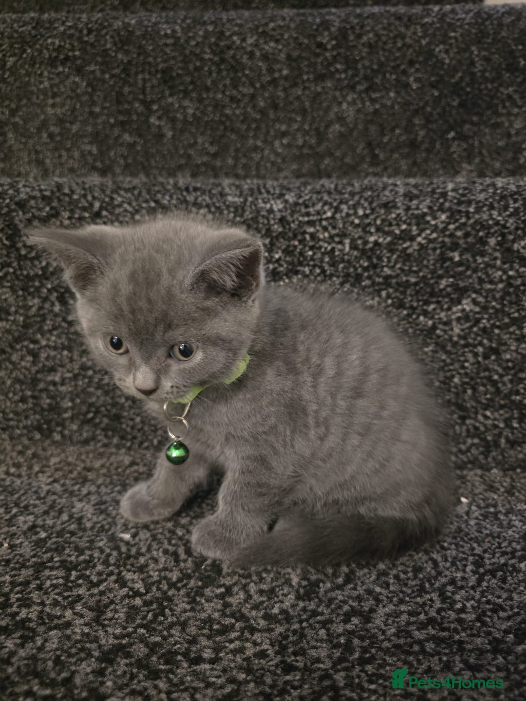 British Shorthair cats for sale: Adorable British kittens. Ready for new home. - Image 3