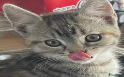Mixed Breed cats for sale: 2 kittens  in Grays - Image 9