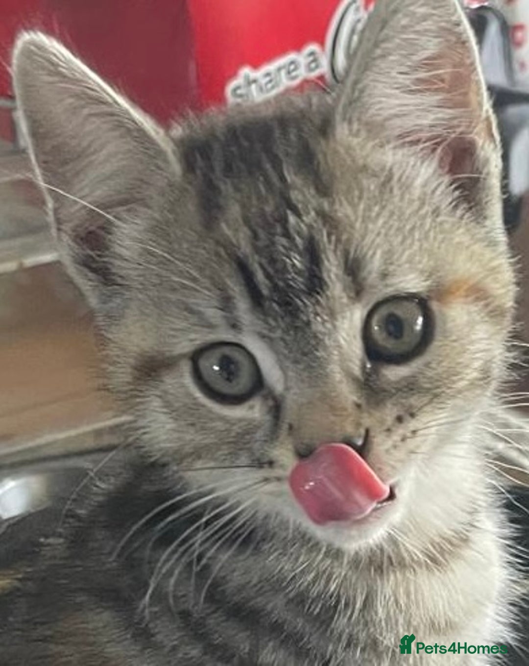 Mixed Breed cats for sale: 2 kittens  in Grays - Image 9
