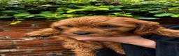 Cavapoo dogs for sale: Pure Deep Red Cavapoo Puppies  - Advert 6