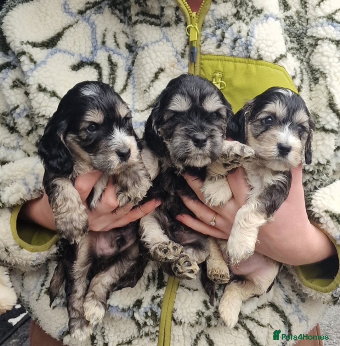 Cockapoo dogs for sale: Cockapoo puppies, ready to leave today.  in Otley - Image 1
