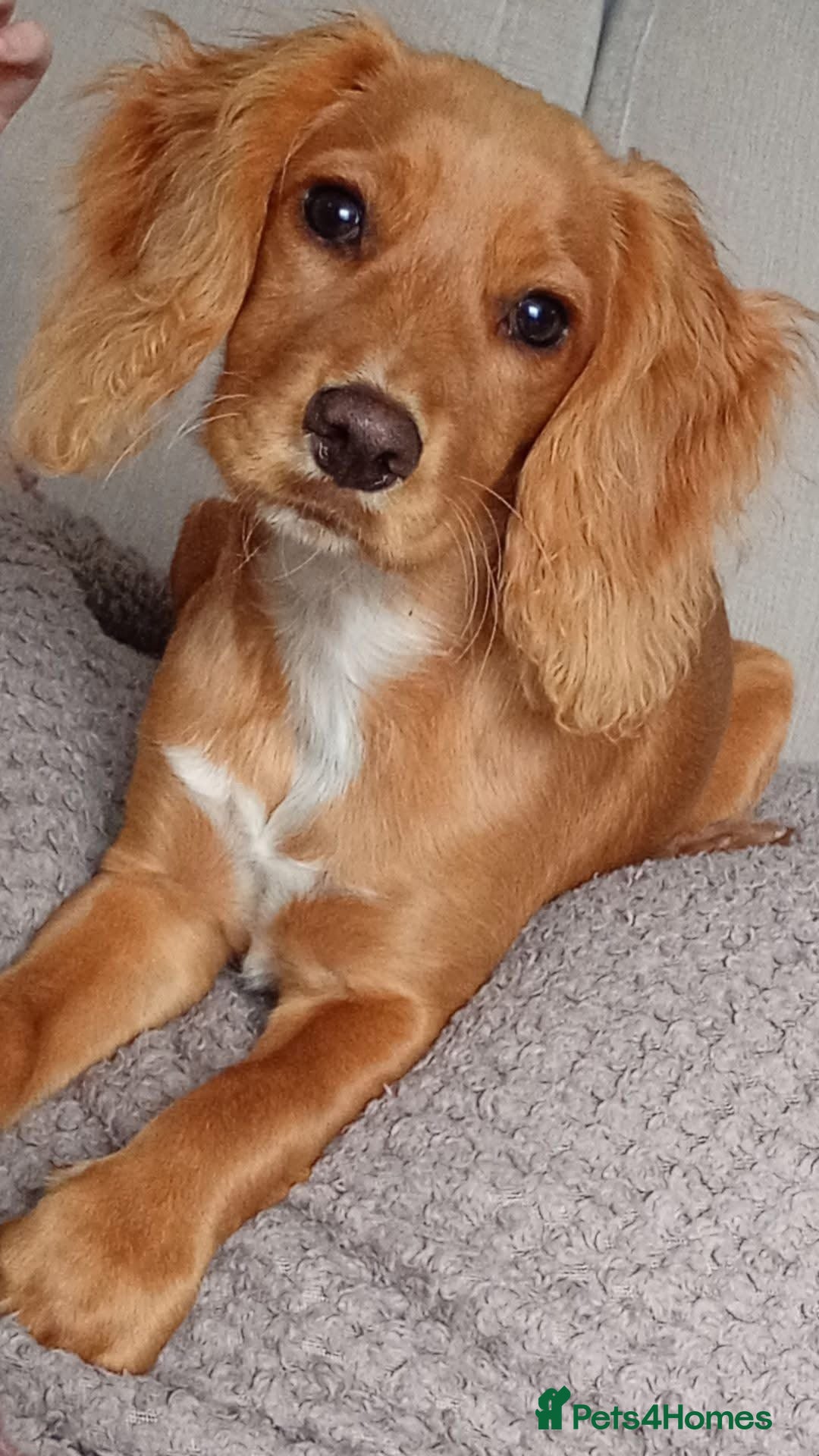 Cocker Spaniel dogs for sale: 7 month old female cocker spaniel - Advert 1