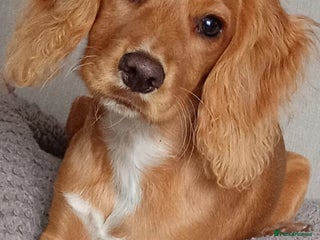 Cocker Spaniel dogs 7 month old female cocker spaniel - Advert 2