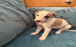 Whippet dogs for sale: 8 WHIPPET PUPPIES   - Image 20