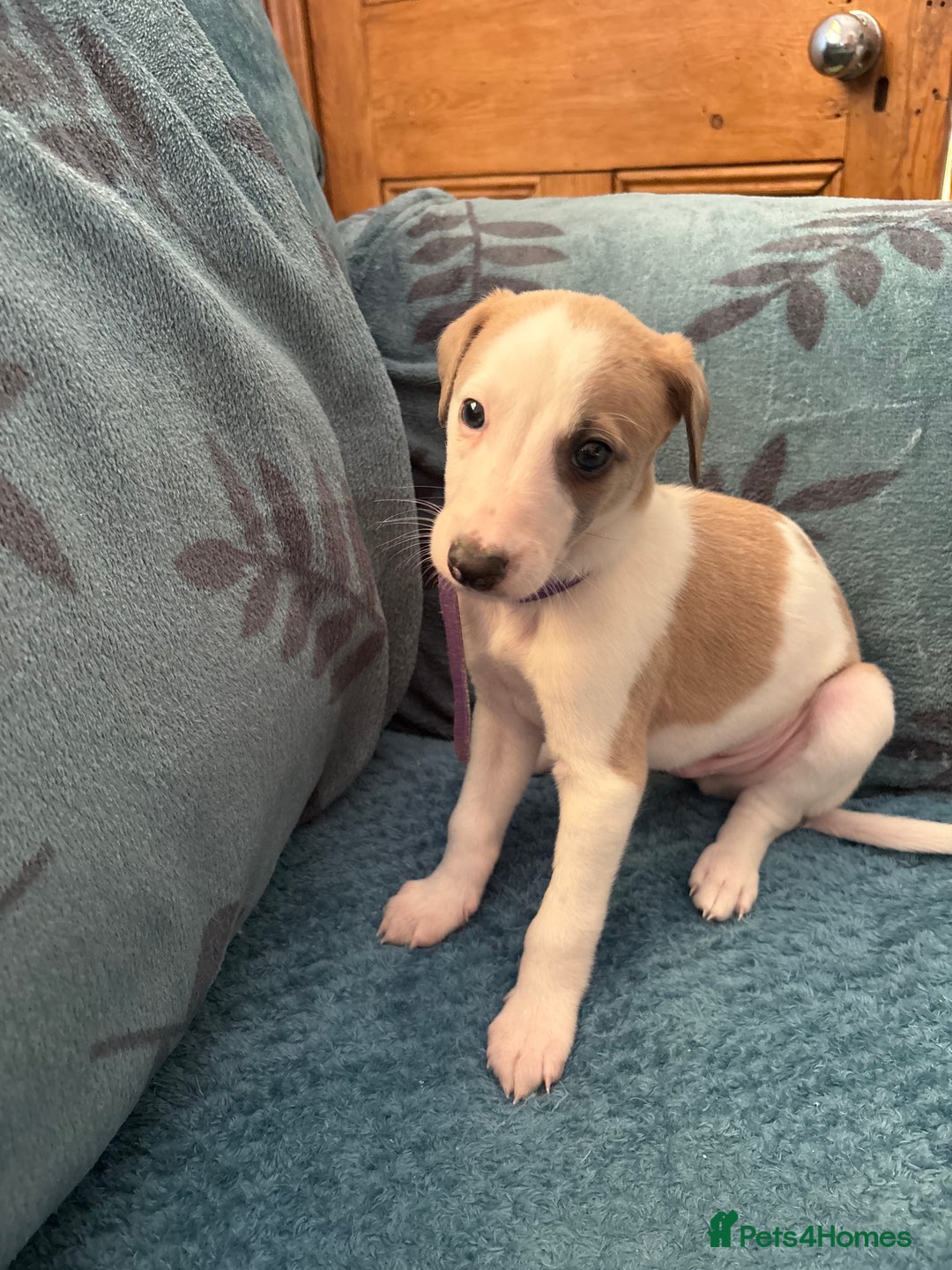 Whippet dogs for sale: 8 WHIPPET PUPPIES   - Image 20